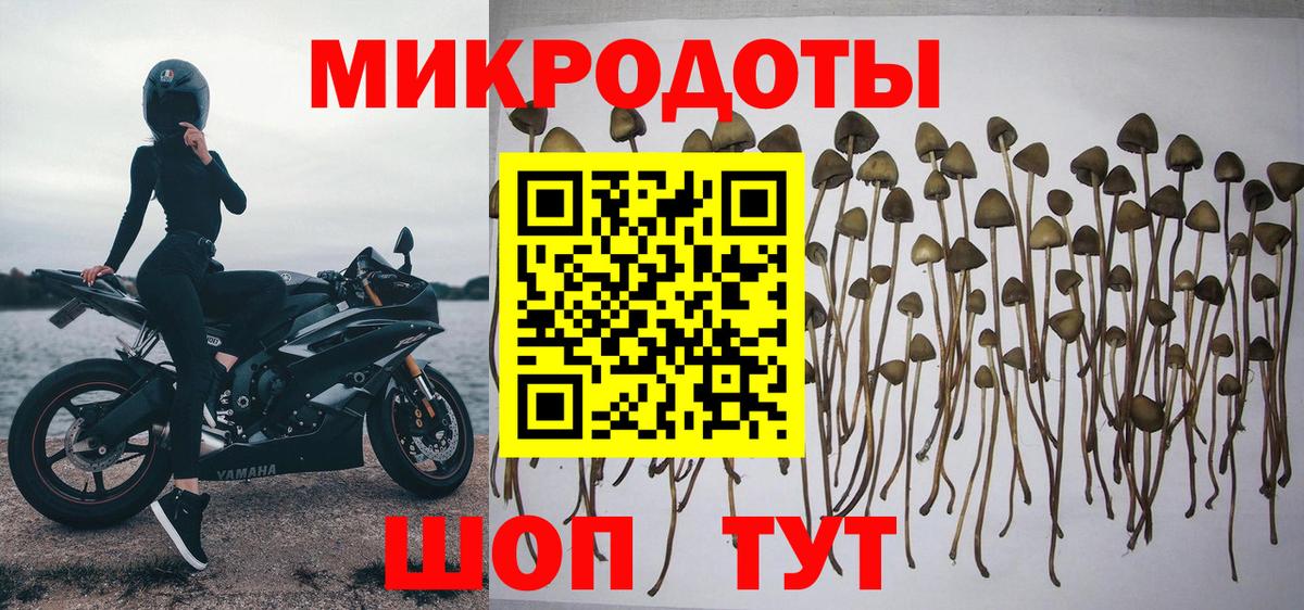 Славгород  Галлюциногенные грибы Psilocybine cubensis  Вход с VPN 