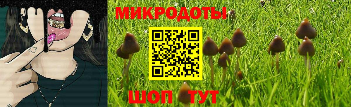 Псилоцибиновые грибы Psilocybe Славгород